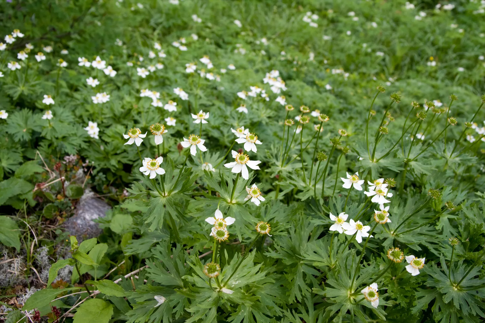 Japanese Anemone (Anemone Japonica) — its blossoms are typically a soft pink or white, image 72