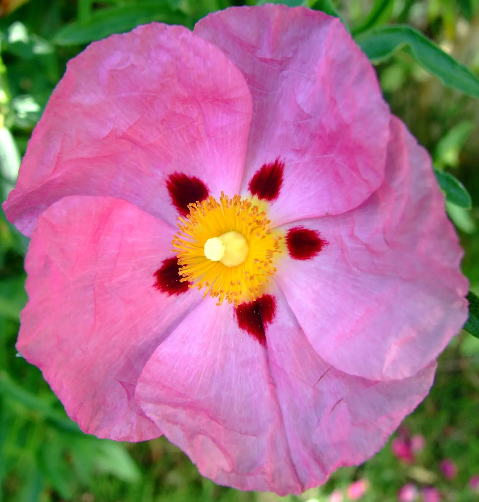 Japanese Anemone (Anemone Japonica) — This perennial prefers partial shade and well-drained soil, spreading 18 to 24 inches wide; with approximately 1 inch per