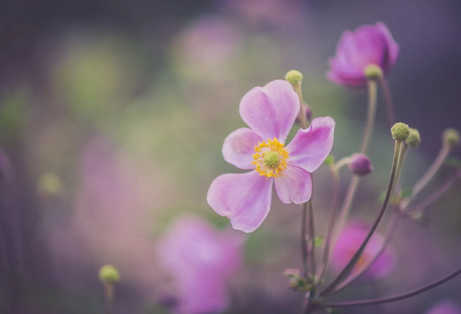 Japanese Anemone (Anemone Japonica) — japonica) graces gardens with its elegant; presents a captivating display of simple yet elegant beauty in the, image 101