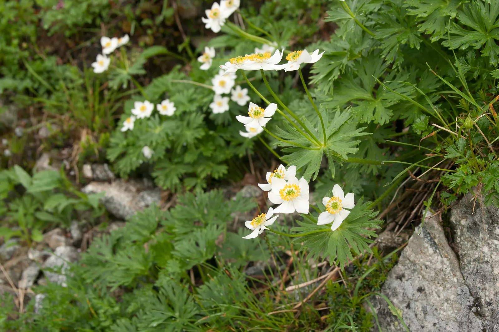 Japanese Anemone (Anemone Japonica) — with yellow stamens that attract pollinators to the garden; regular watering is necessary