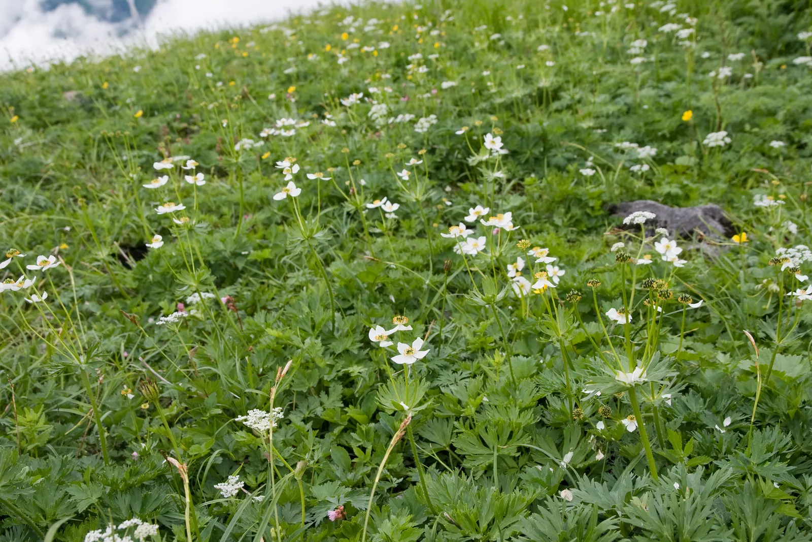 Japanese Anemone (Anemone Japonica) — while achieving a spread of 1.5 to 2.5 feet at maturity; saucer-shaped blooms atop wiry stems, image 114