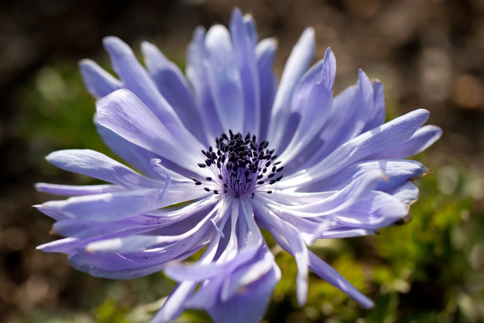 Japanese Anemone (Anemone Japonica) — blue and multi-colored and pink and white flowers in the garden; the Japanese Anemone flourishes in partial, image 97