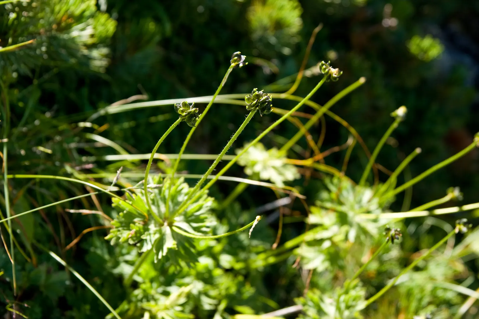 Japanese Anemone (Anemone Japonica) — provided the soil remains consistently moist; making it a practical selection for areas where deer browsing, image 84