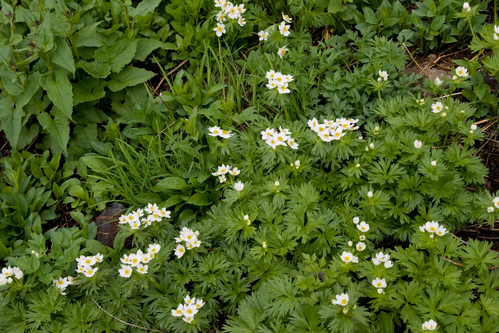 Japanese Anemone (Anemone Japonica) — aside from deadheading to encourage additional blooms; japonica) graces gardens with its elegant, image 95