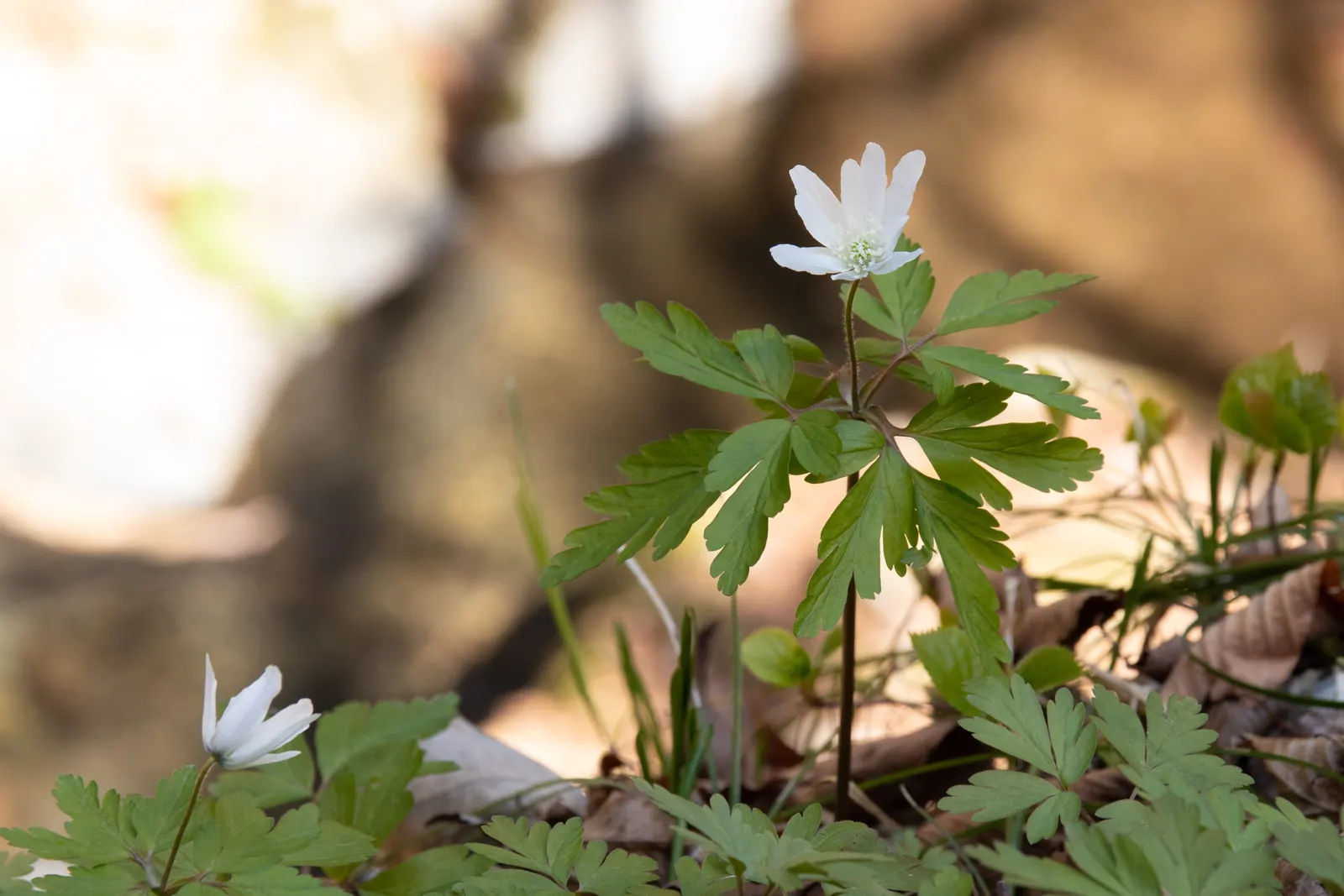 Japanese Anemone (Anemone Japonica) — The Japanese Anemone (Anemone hupehensis var