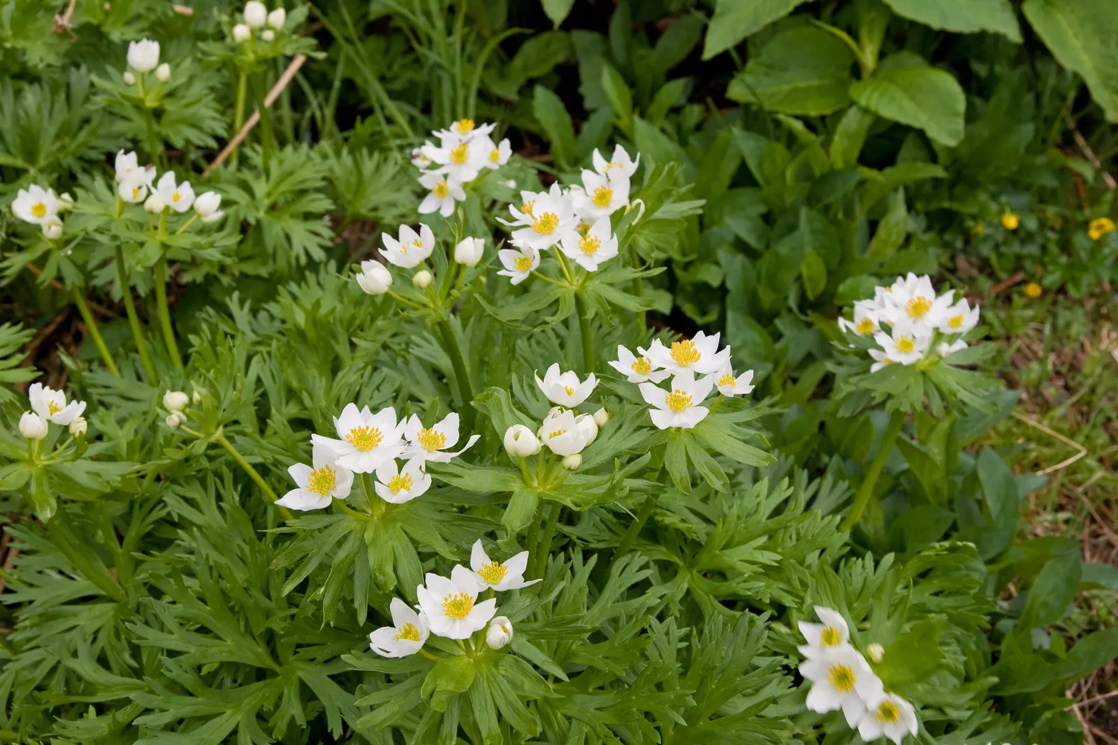 Japanese Anemone (Anemone Japonica) — Typically blooming from late summer into fall; with yellow stamens that attract pollinators to the garden, image 178