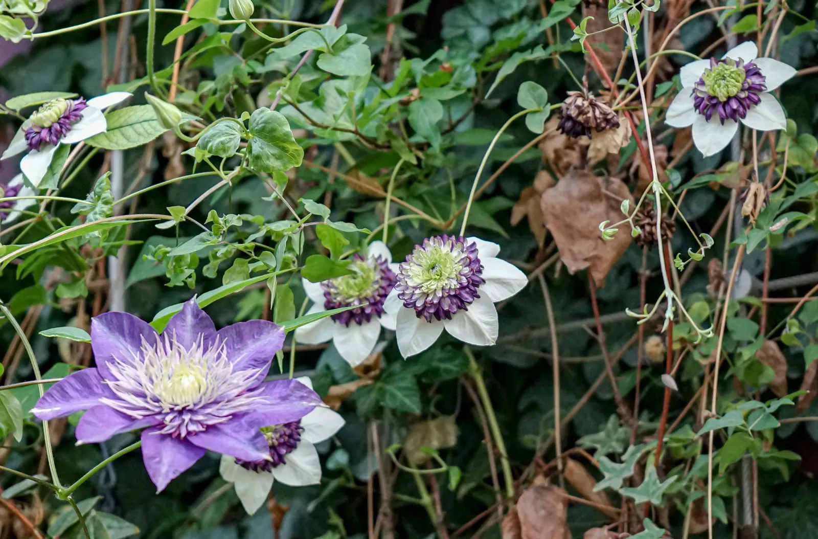 Japanese Anemone (Anemone Japonica) — its blossoms are typically a soft pink or white, image 138