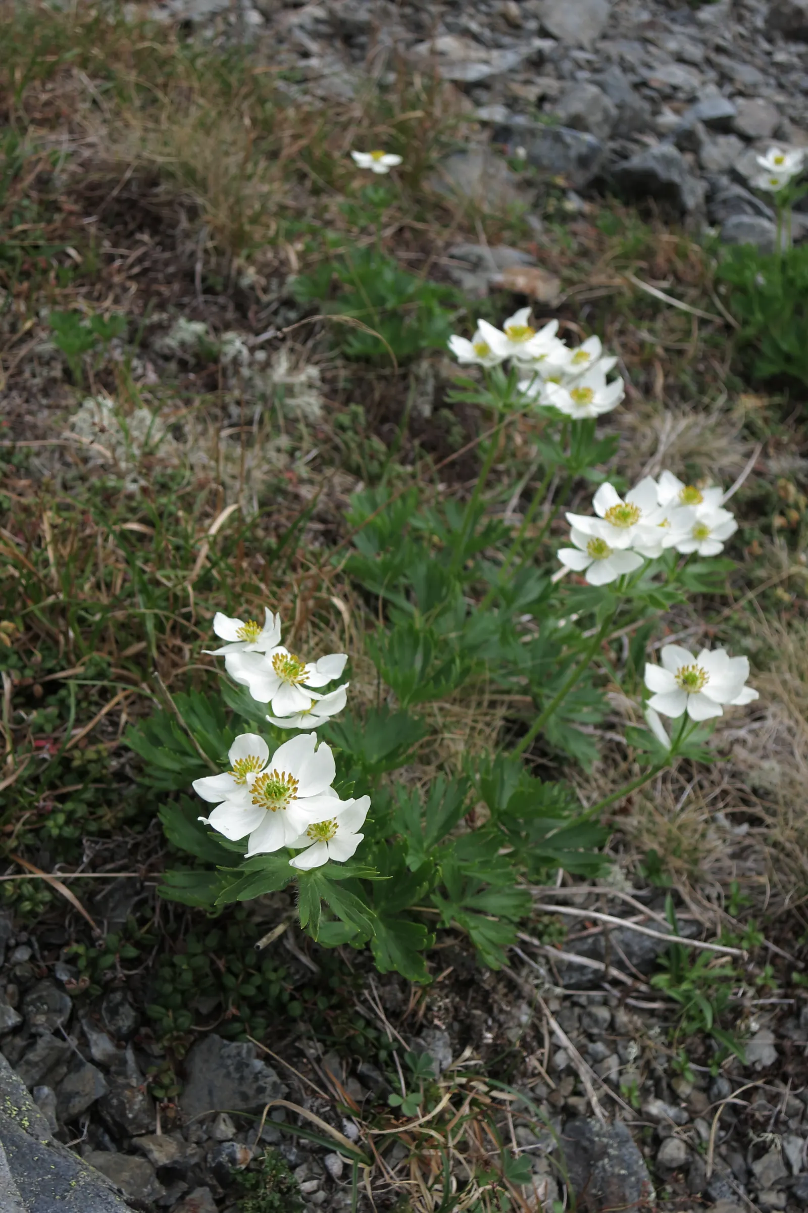 Japanese Anemone (Anemone Japonica) — this perennial's height ranges from 2 to 4 feet; aside from deadheading to encourage additional blooms, image 179