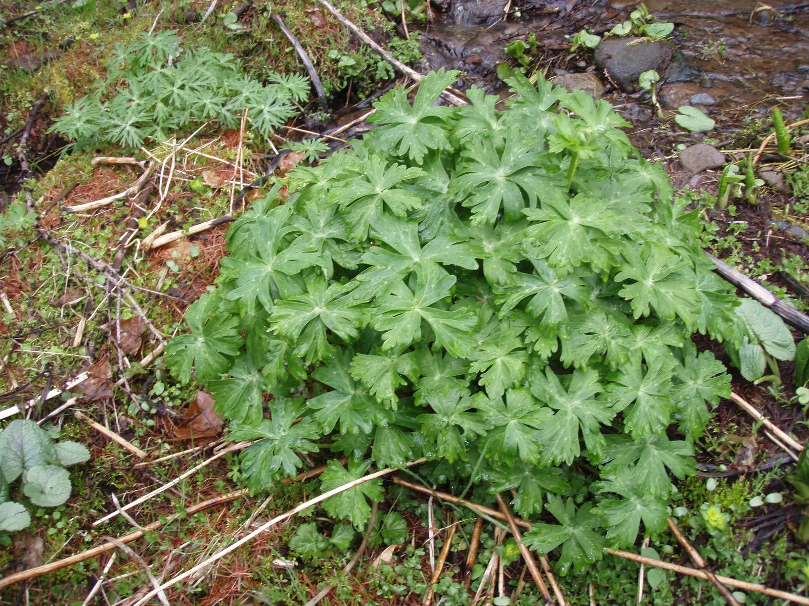 Japanese Anemone (Anemone Japonica) — The Anemone japonica is somewhat deer resistant