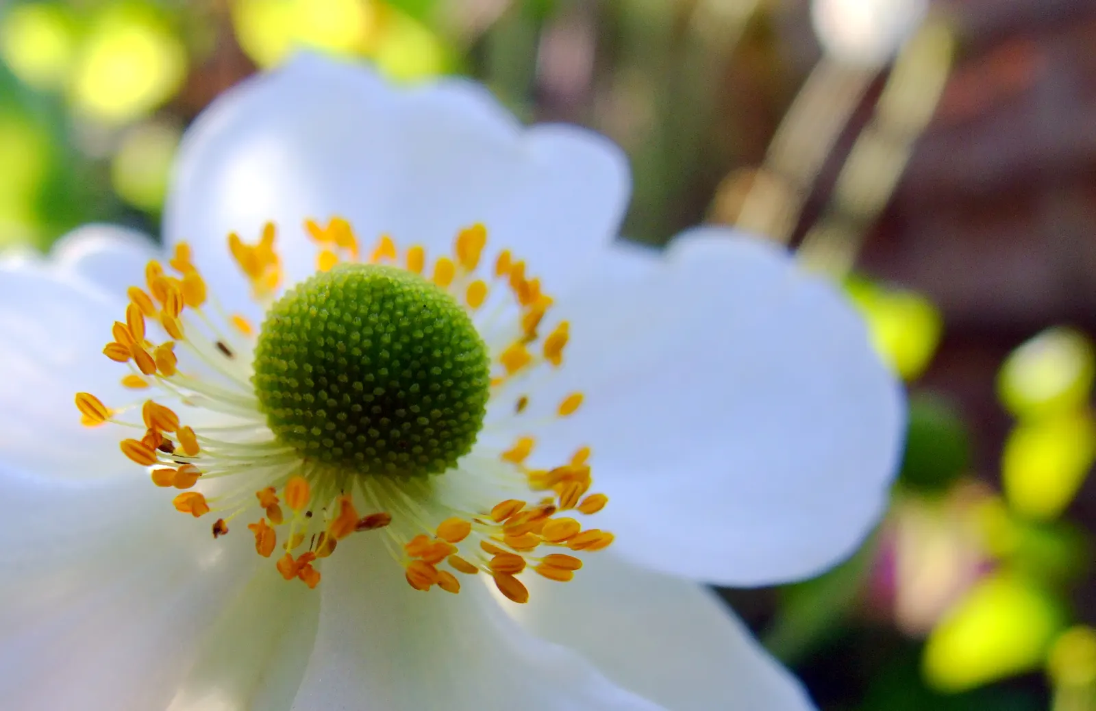 Japanese Anemone (Anemone Japonica) — Its clumping habit and lack of invasiveness render it a courteous neighbor within the garden tapestry