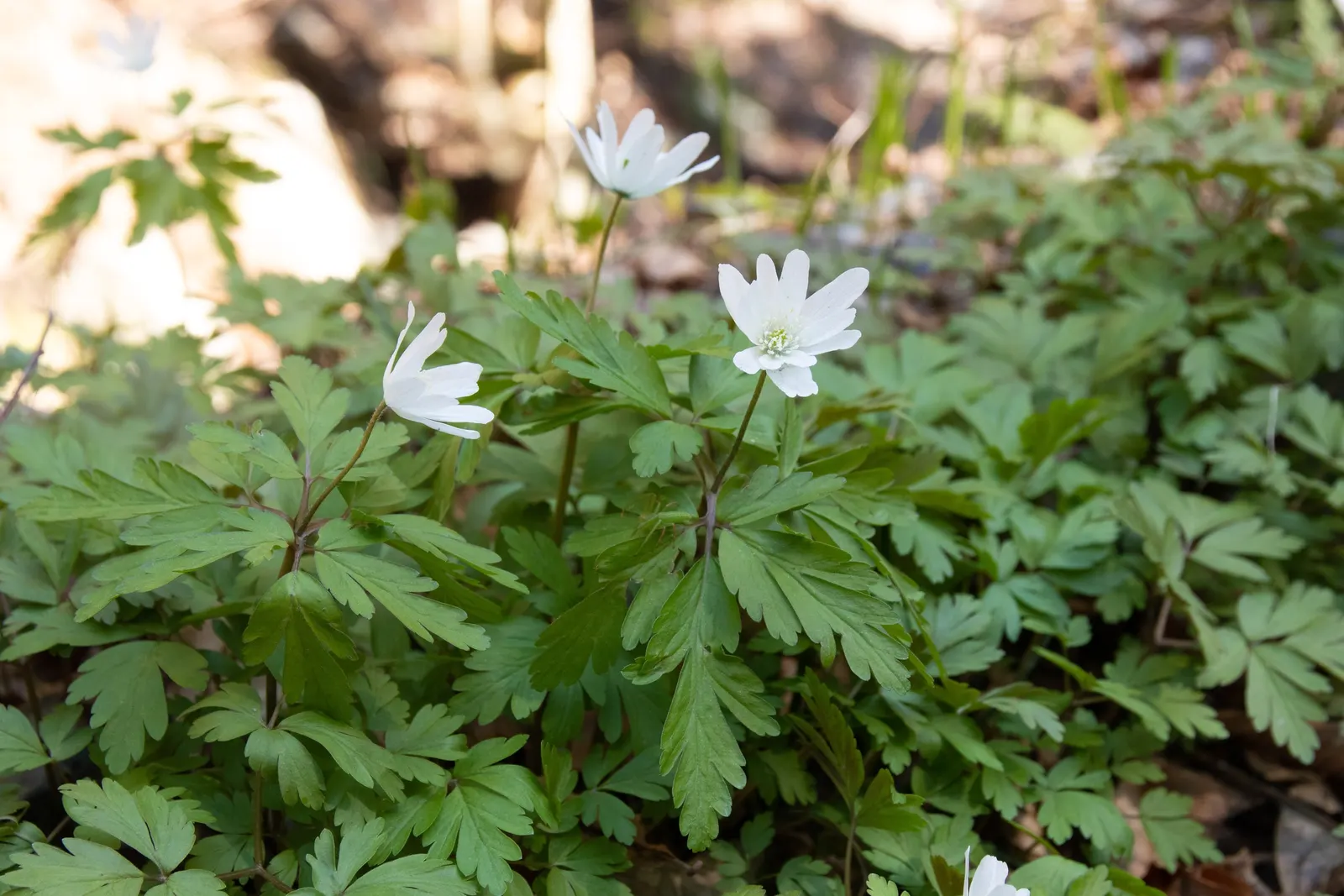 Japanese Anemone (Anemone Japonica) — This perennial prefers partial shade and well-drained soil, spreading 18 to 24 inches wide; with, image 140