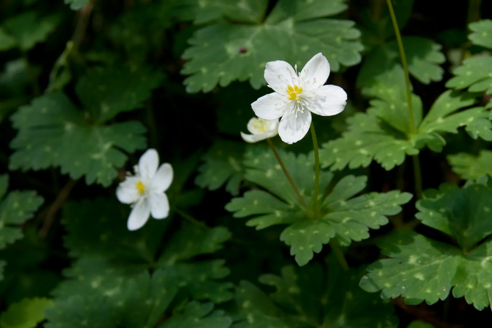 Japanese Anemone (Anemone Japonica) — this perennial's height ranges from 2 to 4 feet; aside from deadheading to encourage additional blooms, image 80