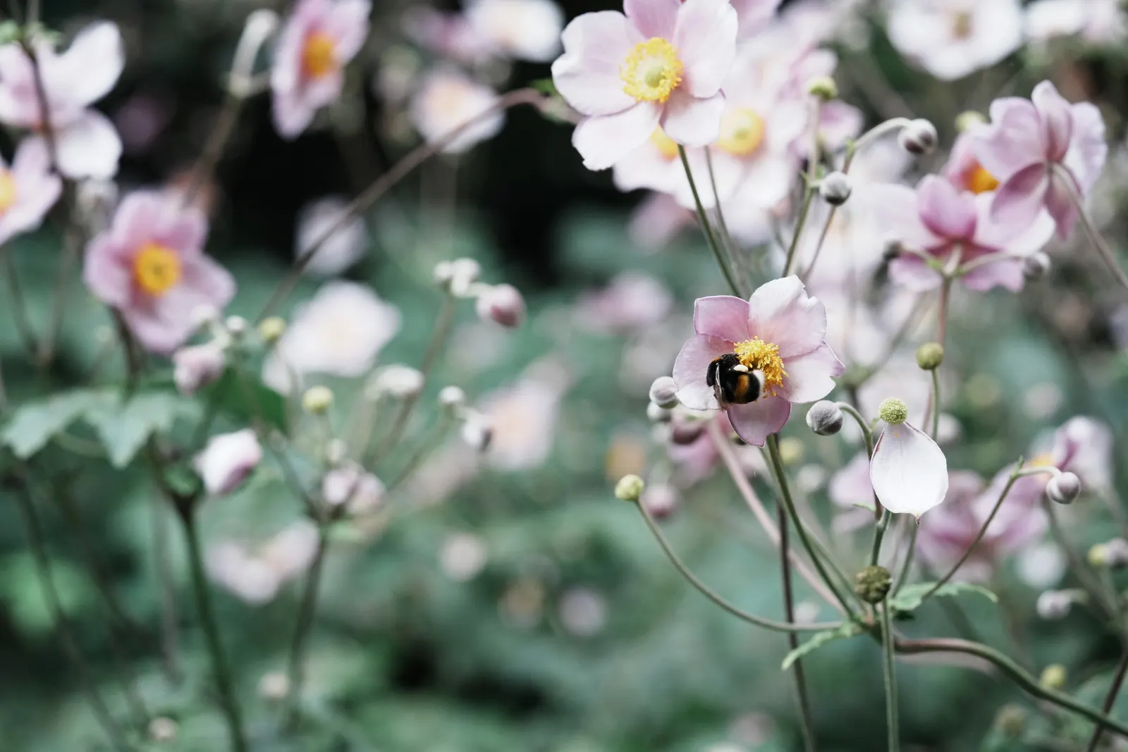 Japanese Anemone (Anemone Japonica) — Regular watering is necessary