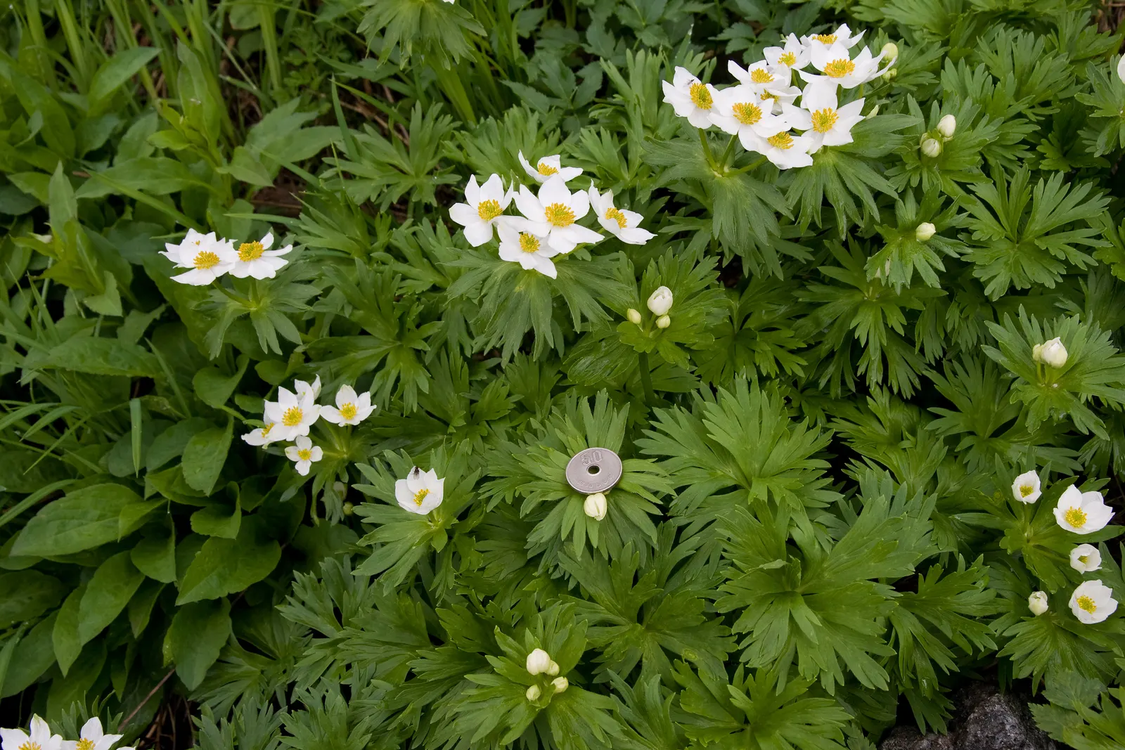 Japanese Anemone (Anemone Japonica) — making it a practical selection for areas where deer browsing can be an issue; perennial for full or half, image 156