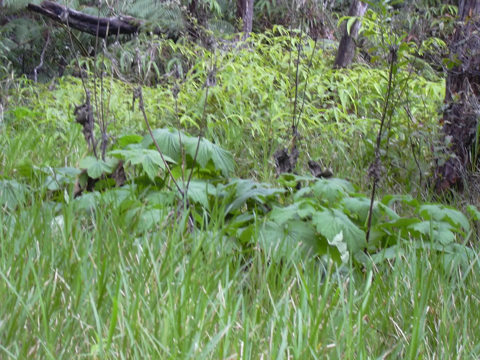 Japanese Anemone (Anemone Japonica) — saucer-shaped flowers that dance atop slender stems; while achieving a spread of 1.5 to 2.5 feet at maturity, image 111