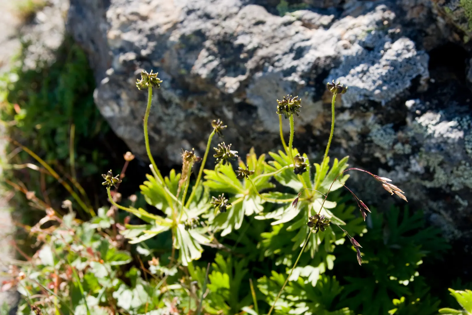 Japanese Anemone (Anemone Japonica) — Ideal for borders, it offers late-season charm and attracts pollinators