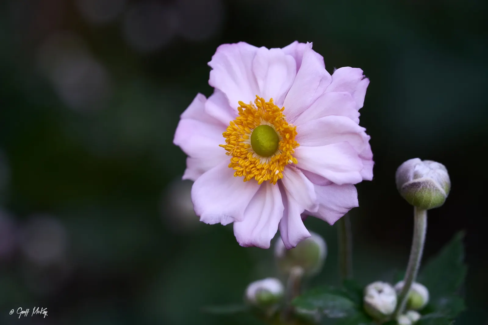 Japanese Anemone (Anemone Japonica) — perennial with blue and multi-colored and pink and white blooms; the Anemone japonica is somewhat deer, image 164