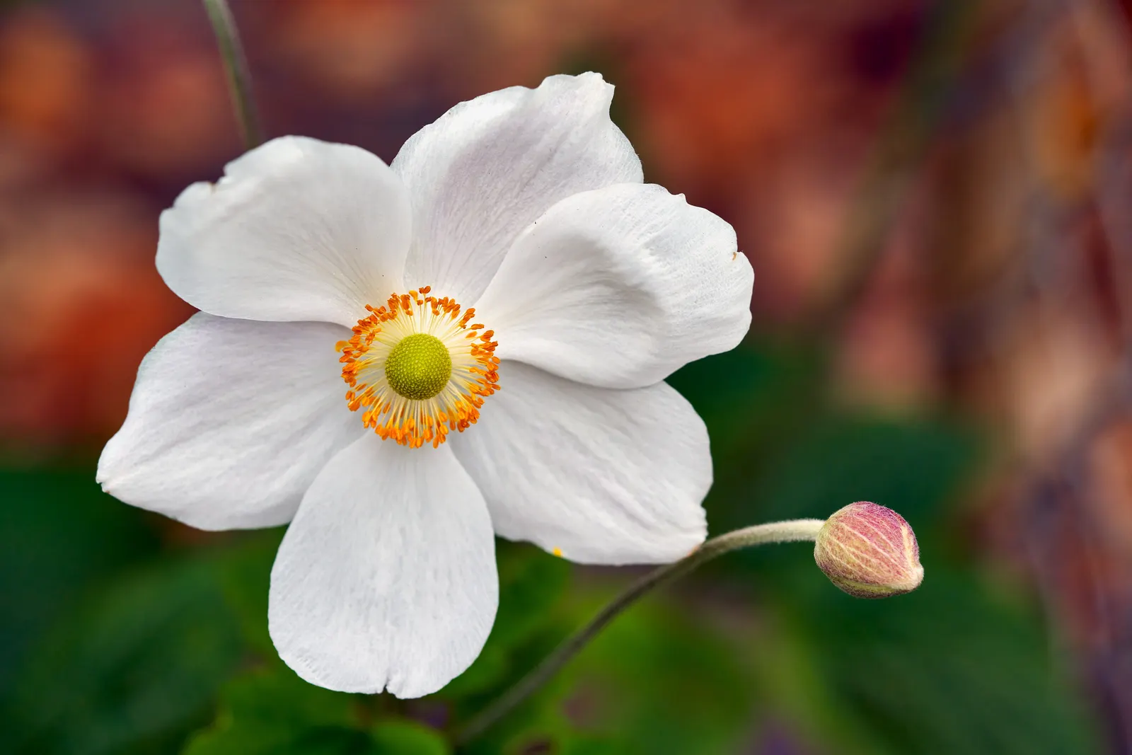 Japanese Anemone (Anemone Japonica) — Blossoms range in color from pure white to deep pink; saucer-shaped flowers that dance atop slender stems, image 153