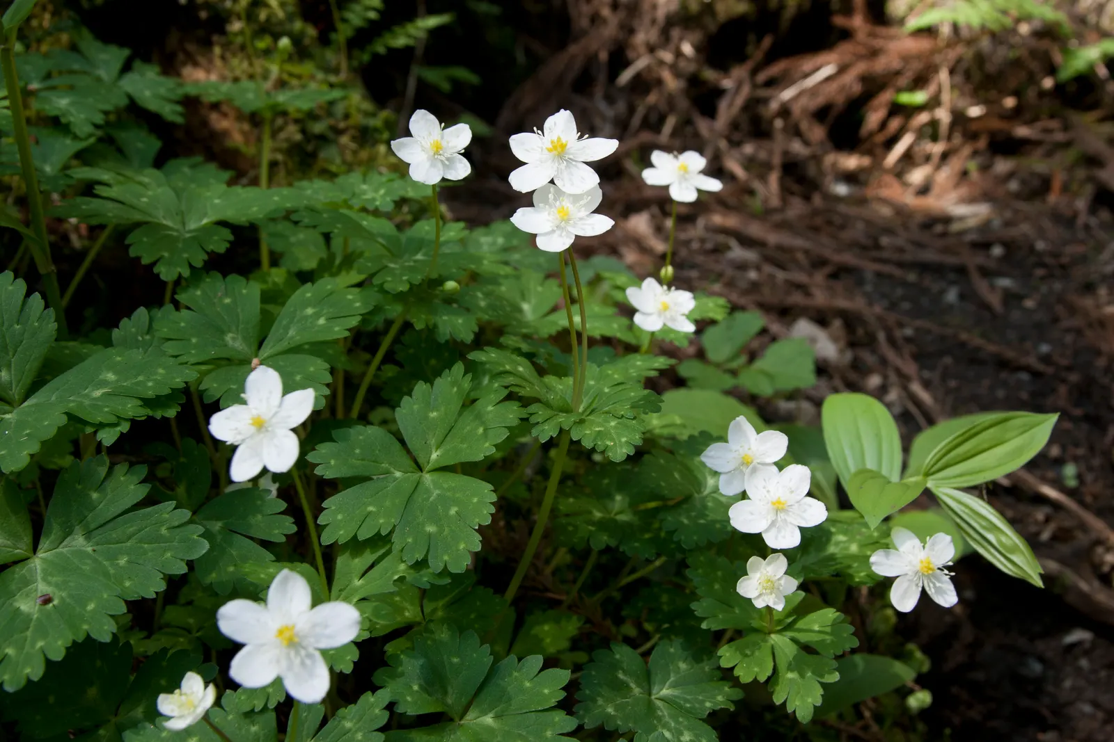 Japanese Anemone (Anemone Japonica) — the Japanese Anemone is a steadfast choice for a serene and inviting garden aesthetic; ideal for borders, it offers