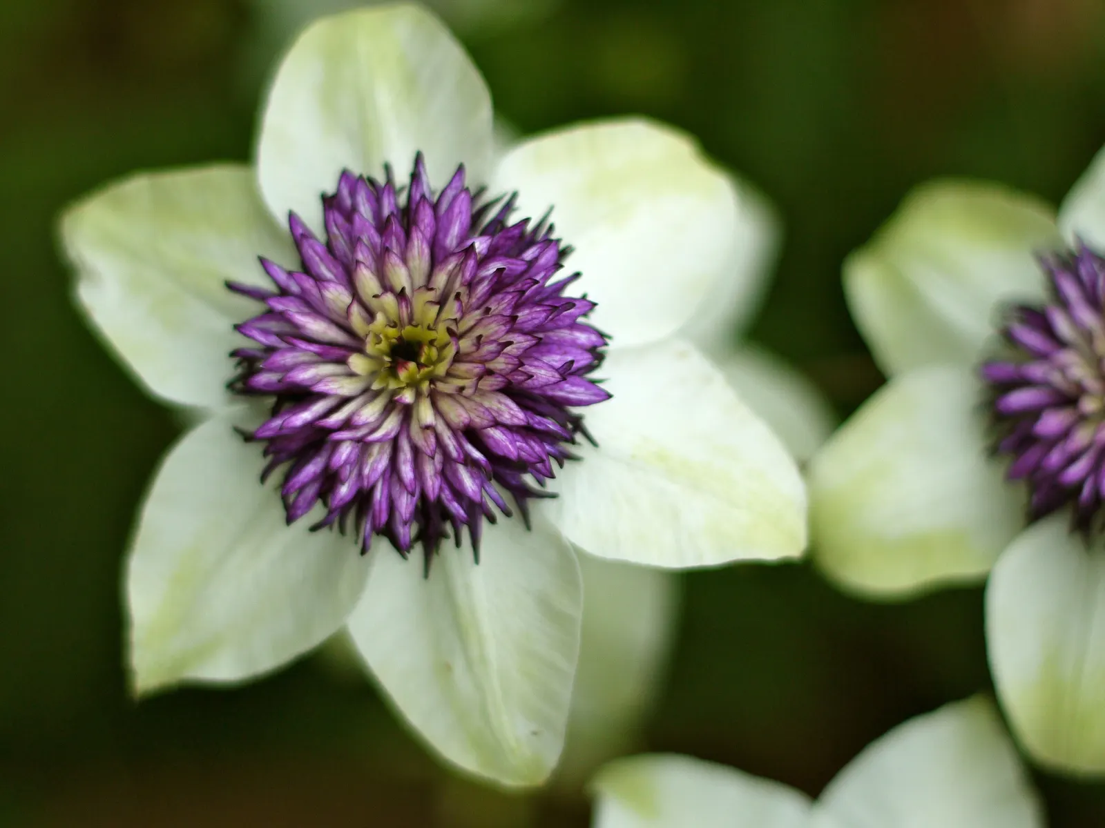 Japanese Anemone (Anemone Japonica) — Typically blooming from late summer into fall; with yellow stamens that attract pollinators to the garden, image 79