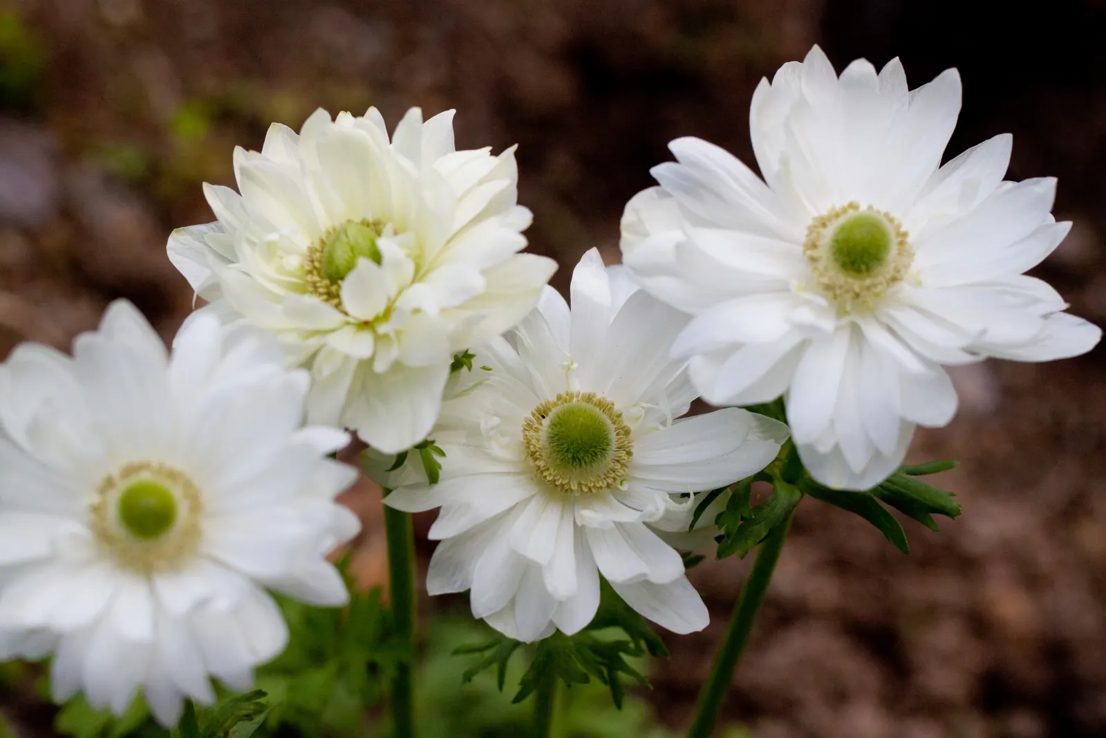 Japanese Anemone (Anemone Japonica) — Flowering from late summer into fall; perennial with blue and multi-colored and pink and white blooms