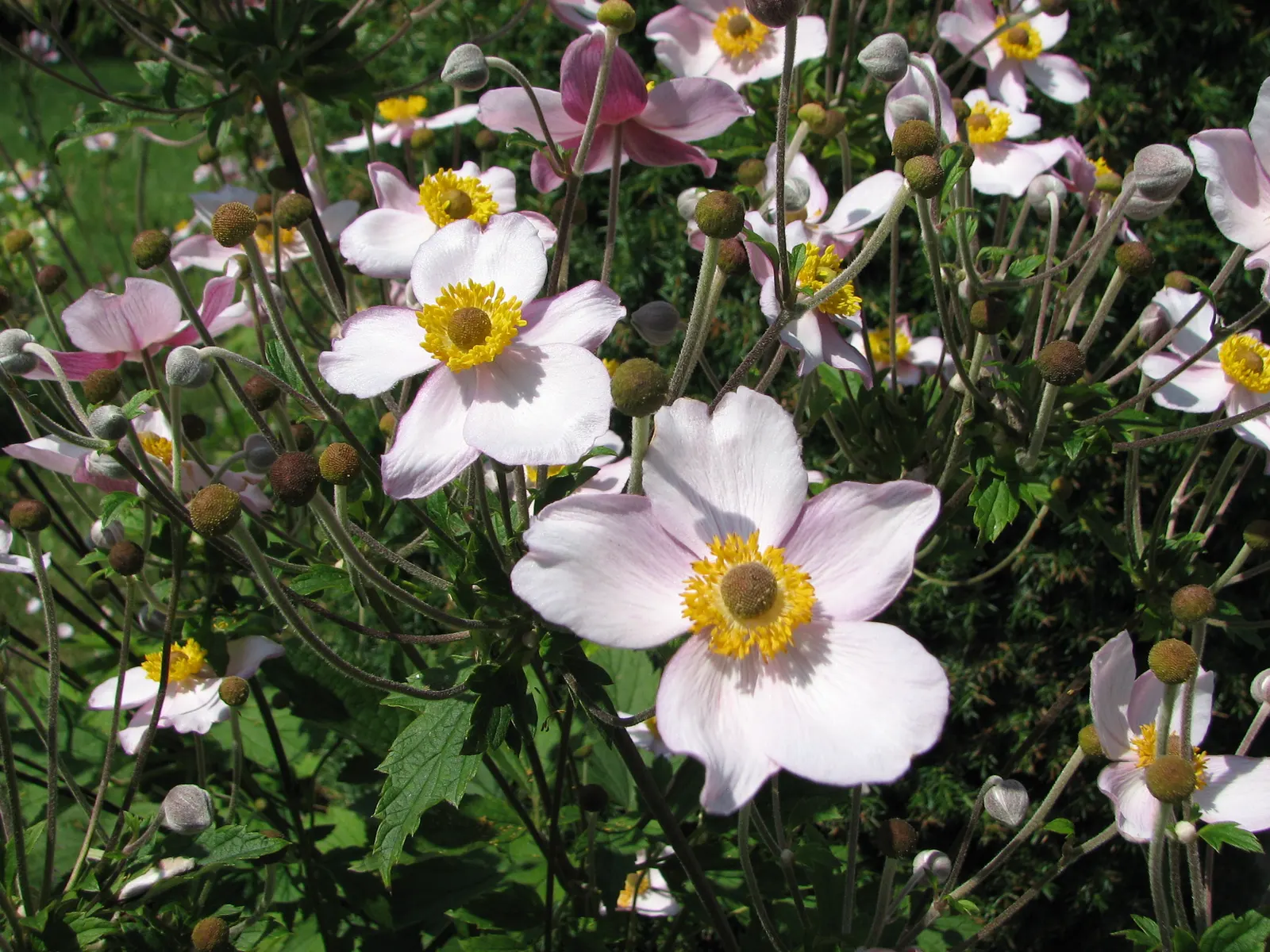 Japanese Anemone (Anemone Japonica) — its blossoms are typically a soft pink or white