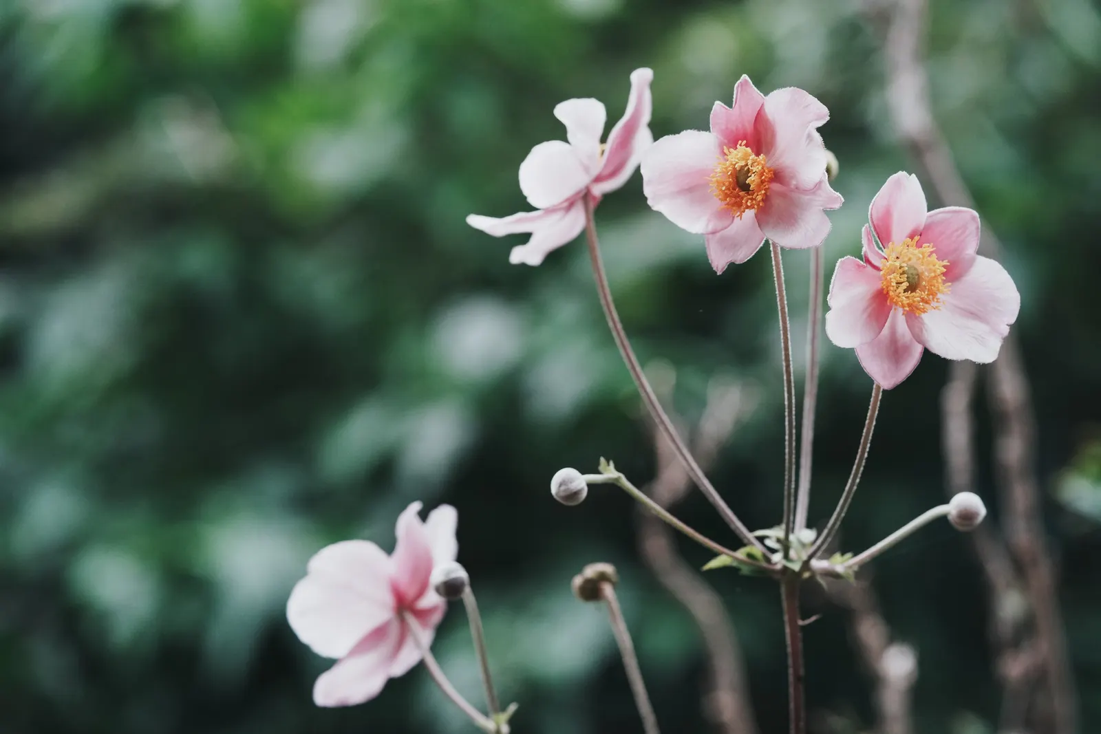 Japanese Anemone (Anemone Japonica) — This perennial prefers partial shade and well-drained soil, spreading 18 to 24 inches wide