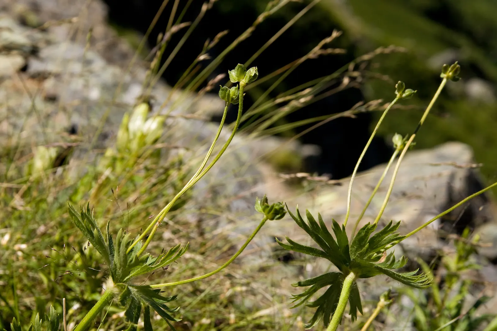 Japanese Anemone (Anemone Japonica) — perennial for full or half