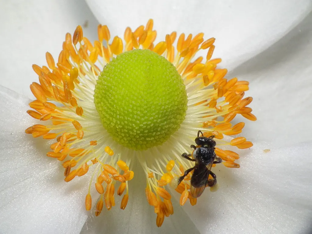 Japanese Anemone (Anemone Japonica) — Ideal for borders, it offers late-season charm and attracts pollinators; which can add a dynamic contrast when placed