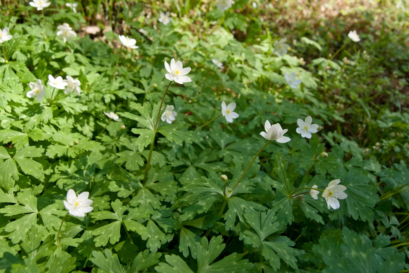 Japanese Anemone (Anemone Japonica) — saucer-shaped flowers that dance atop slender stems; while achieving a spread of 1.5 to 2.5 feet at maturity, image 144