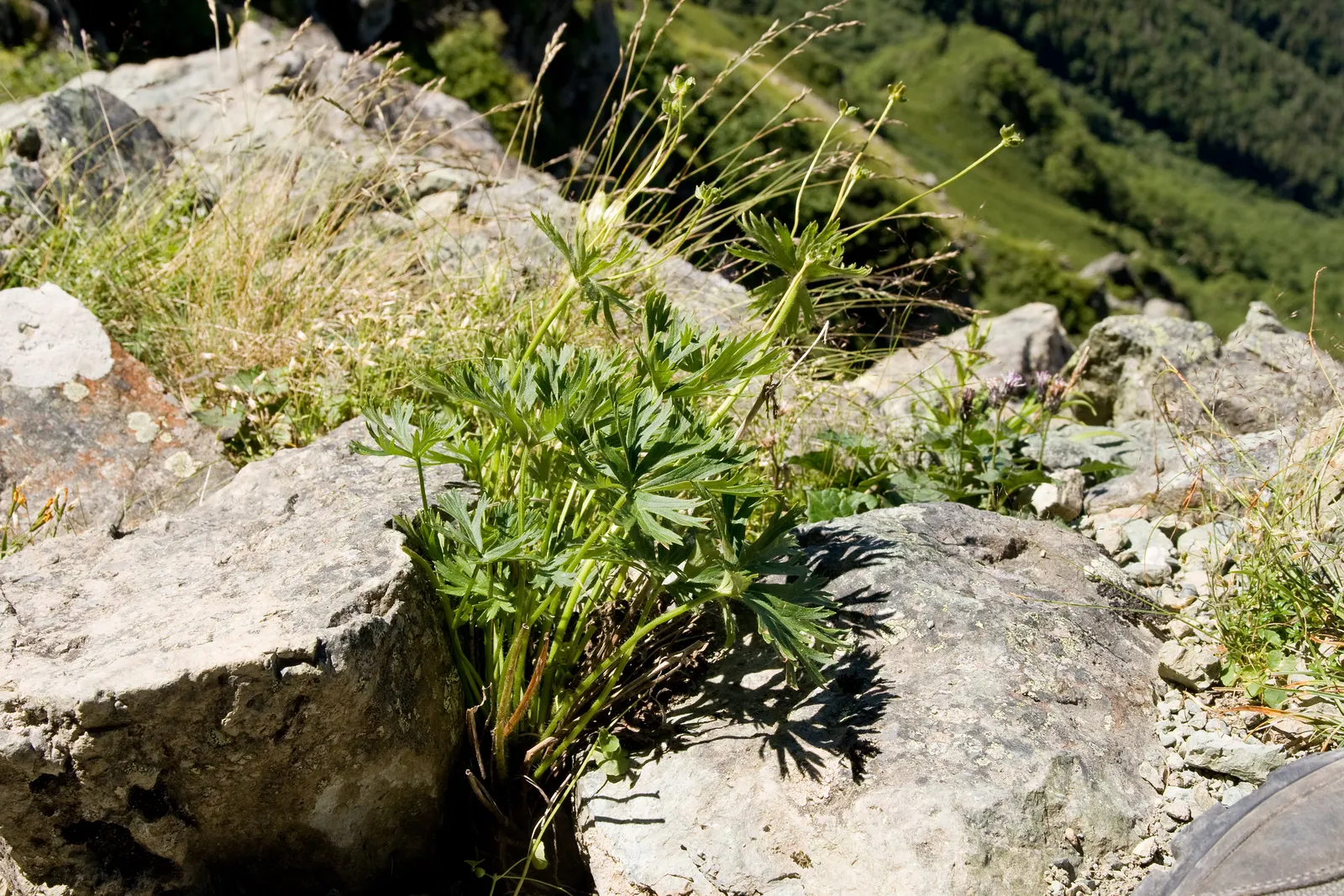 Japanese Anemone (Anemone Japonica) — with approximately 1 inch per week to sustain its vital appearance; flowering from late summer into fall, image 152
