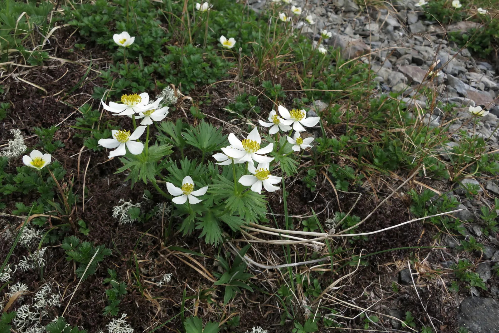 Japanese Anemone (Anemone Japonica) — saucer-shaped blooms atop wiry stems; provided the soil remains consistently moist
