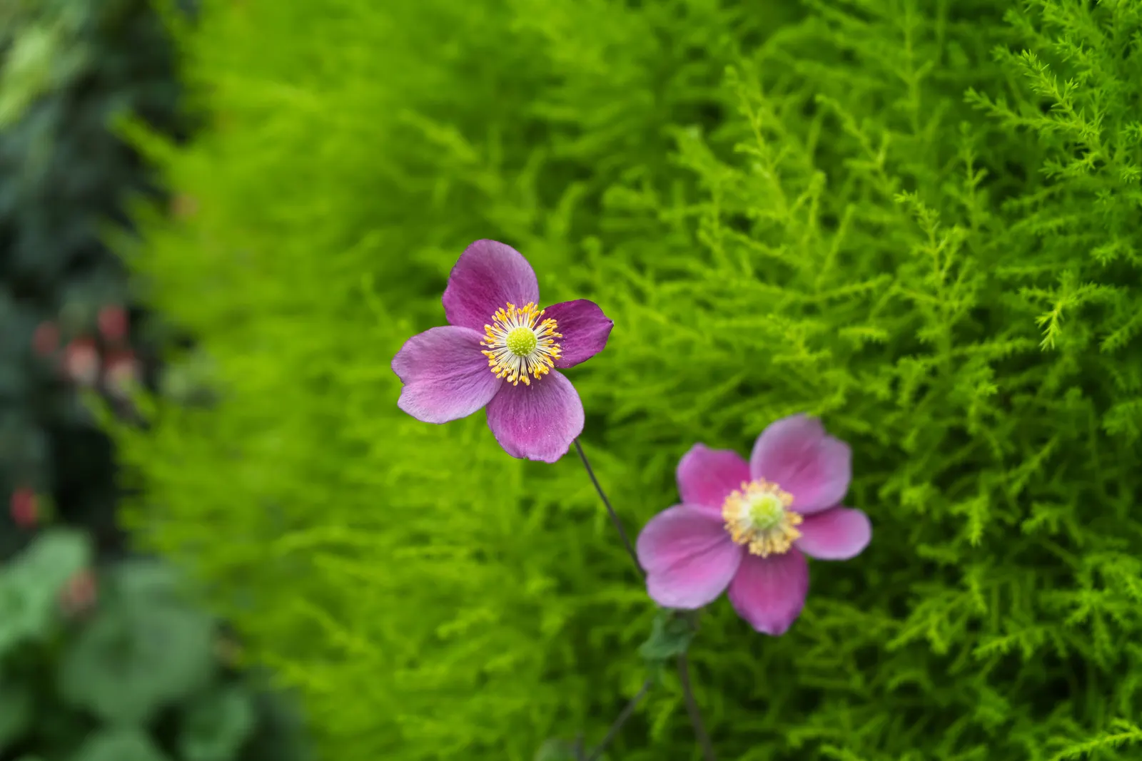 Japanese Anemone (Anemone Japonica) — which can add a dynamic contrast when placed amongst structured or evergreen plantings; blossoms range in color from pure