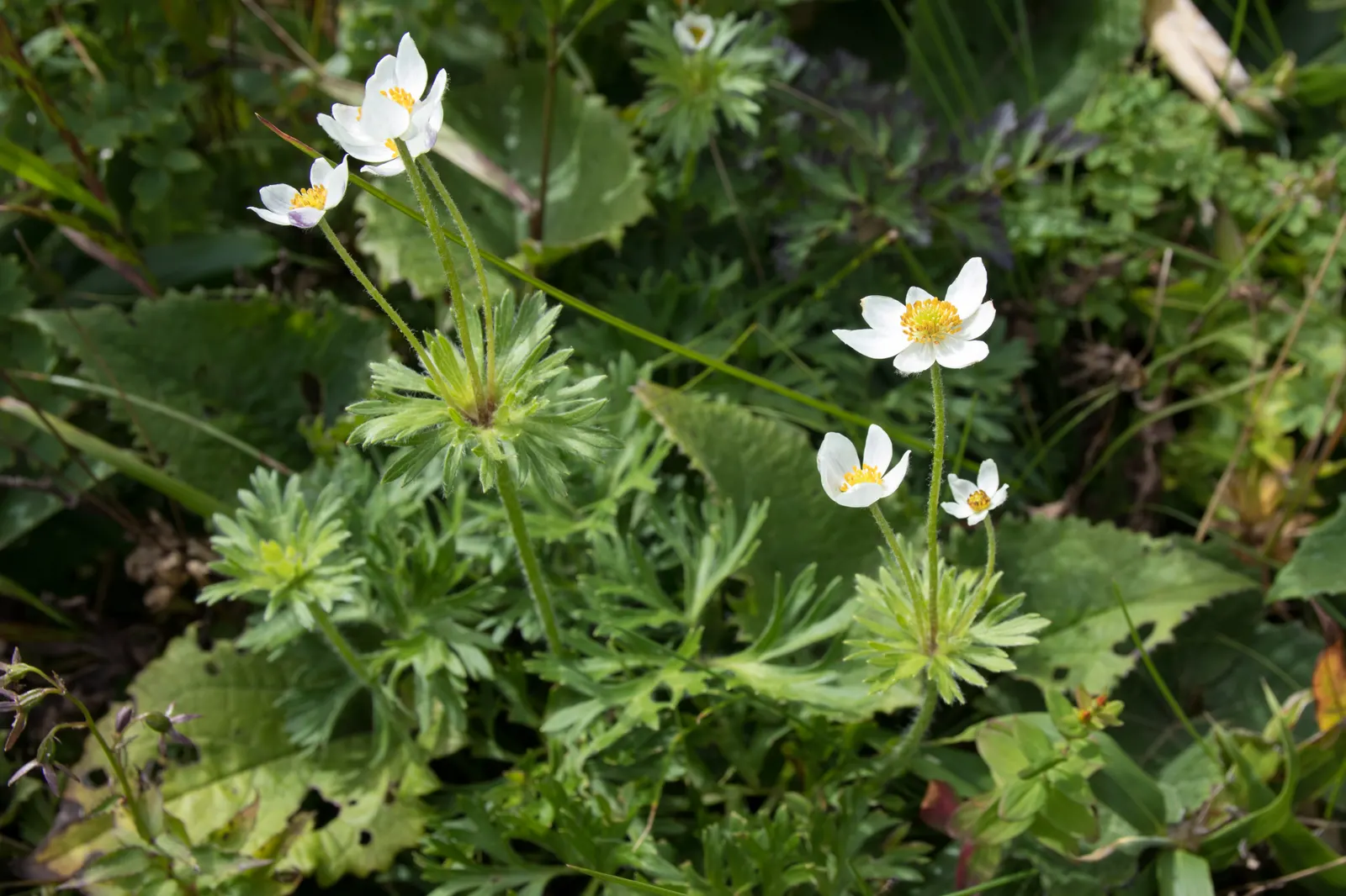 Japanese Anemone (Anemone Japonica) — Typically blooming from late summer into fall