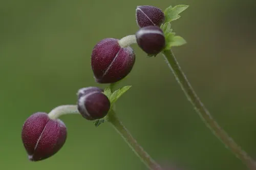 Japanese Anemone (Anemone Japonica) — consider its wind-swept movement and ethereal quality; this perennial's height ranges from 2 to 4 feet, image 92