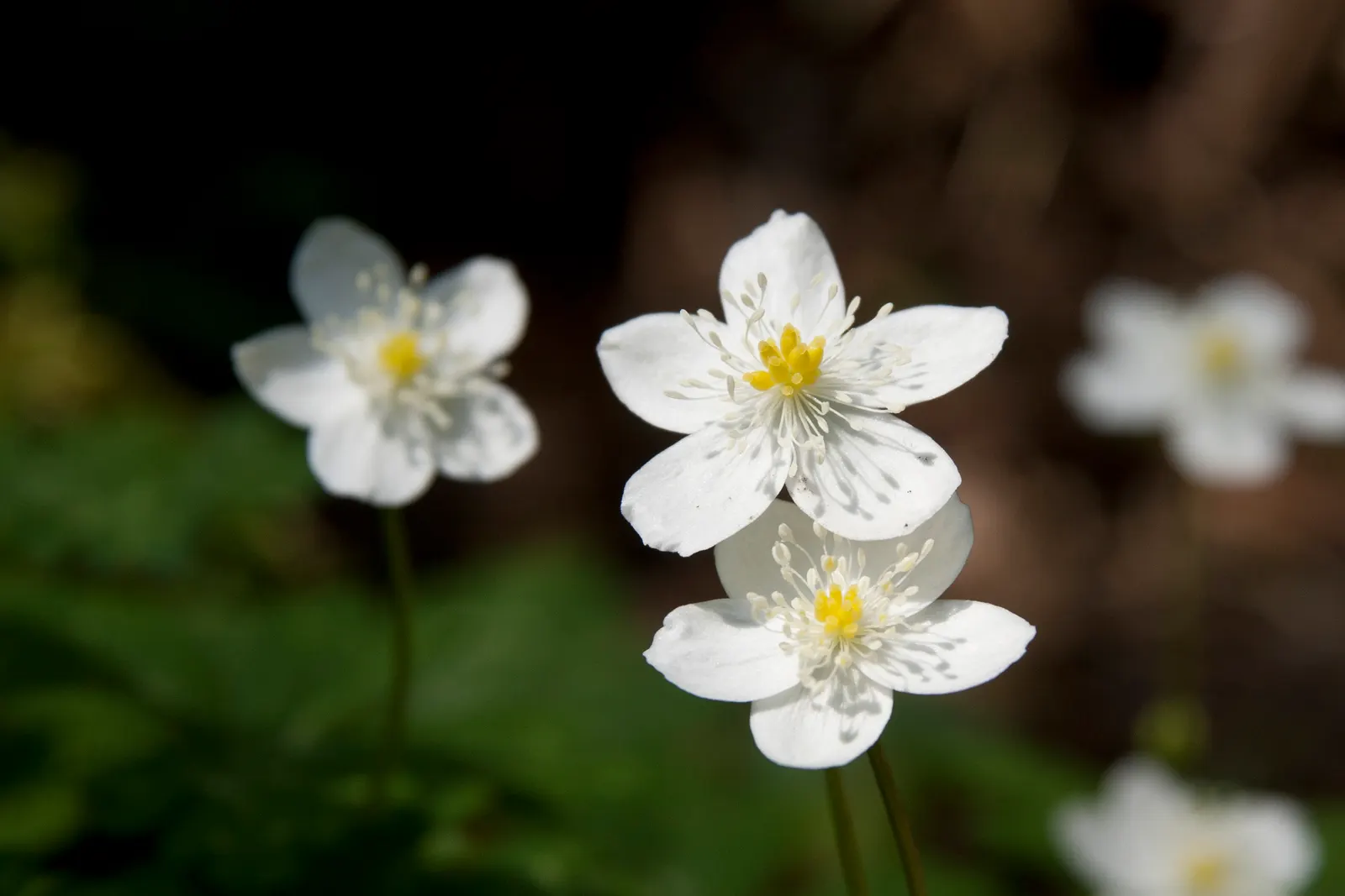 Japanese Anemone (Anemone Japonica) — The Japanese Anemone (Anemone hupehensis var; reaching heights of 24 to 36 inches, image 100