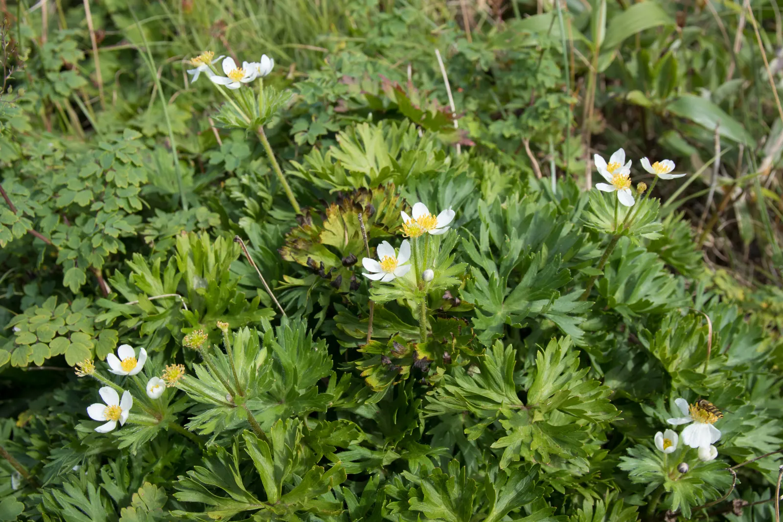 Japanese Anemone (Anemone Japonica) — The Japanese Anemone, or Anemone hupehensis var