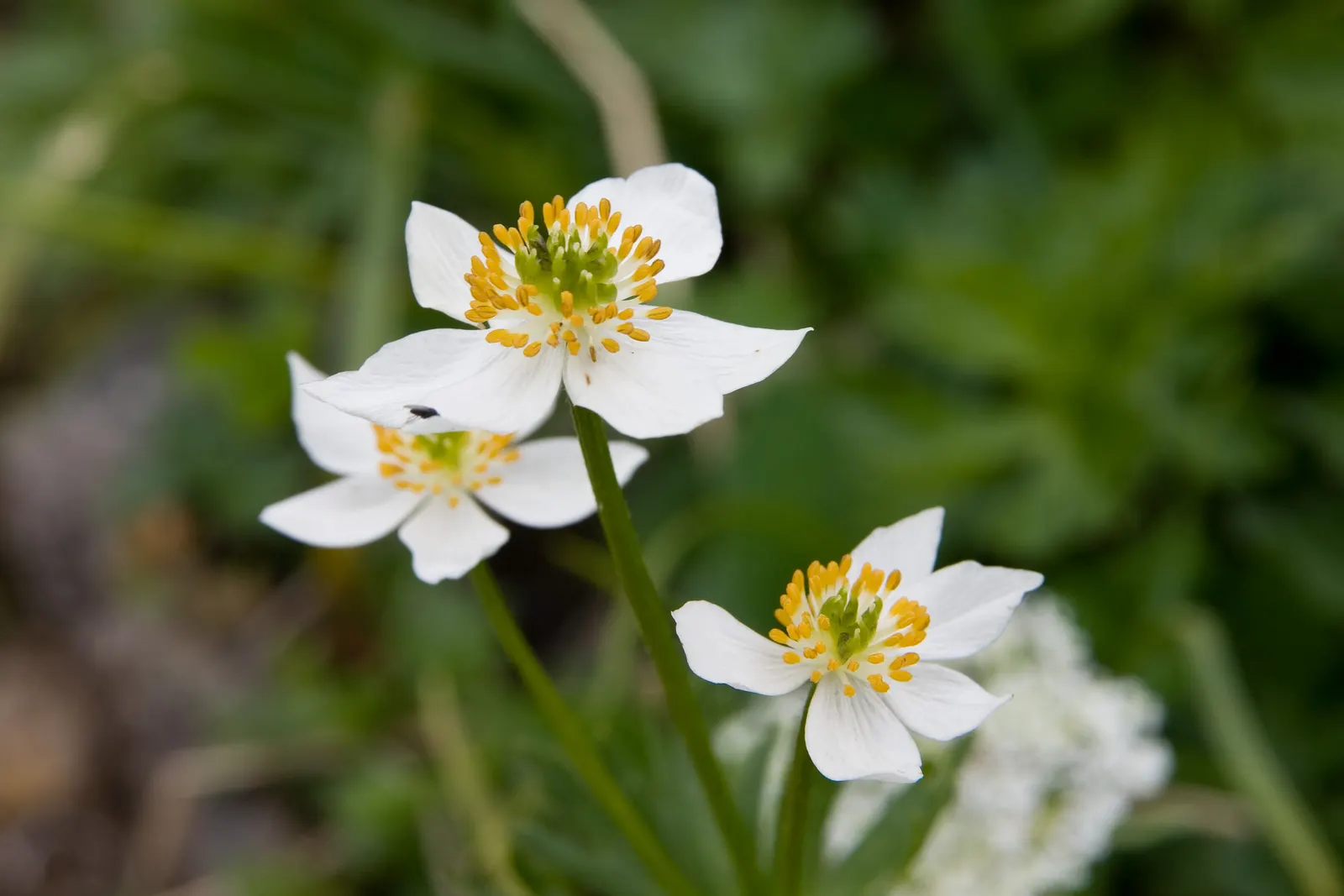 Japanese Anemone (Anemone Japonica) — Regular watering is necessary; blue and multi-colored and pink and white flowers in the garden, image 184