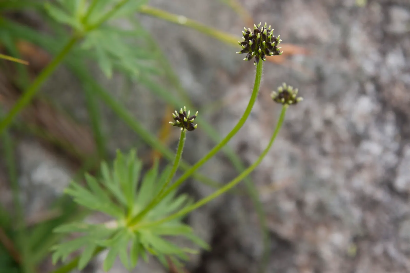 Japanese Anemone (Anemone Japonica) — reaching heights of 24 to 36 inches; <br><br>When designing with this plant