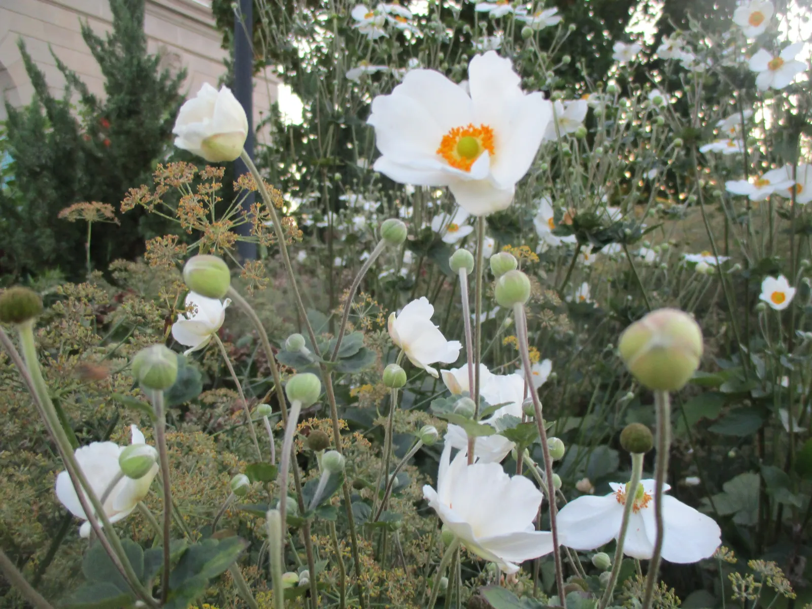 Japanese Anemone (Anemone Japonica) — Flowering from late summer into fall; perennial with blue and multi-colored and pink and white blooms, image 71