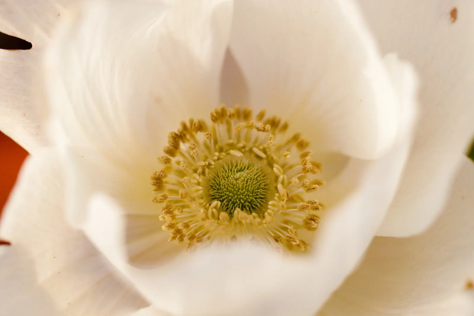 Japanese Anemone (Anemone Japonica) — Regular watering is necessary; blue and multi-colored and pink and white flowers in the garden, image 118