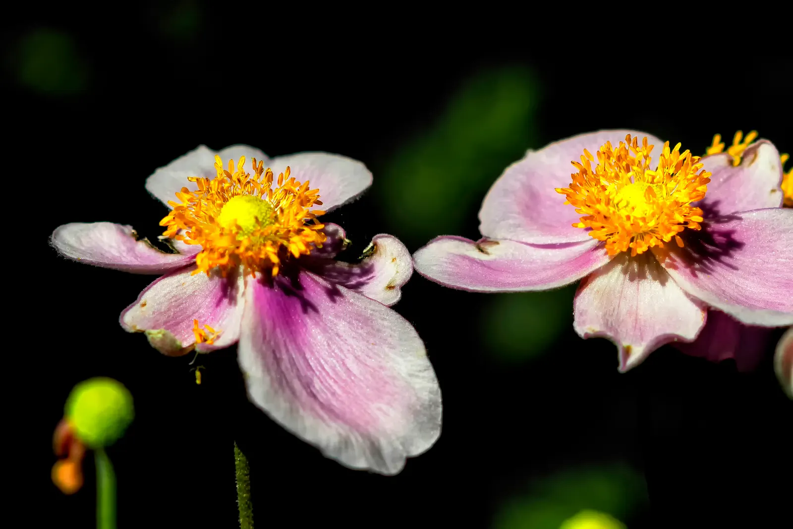 Japanese Anemone (Anemone Japonica) — making it a practical selection for areas where deer browsing can be an issue