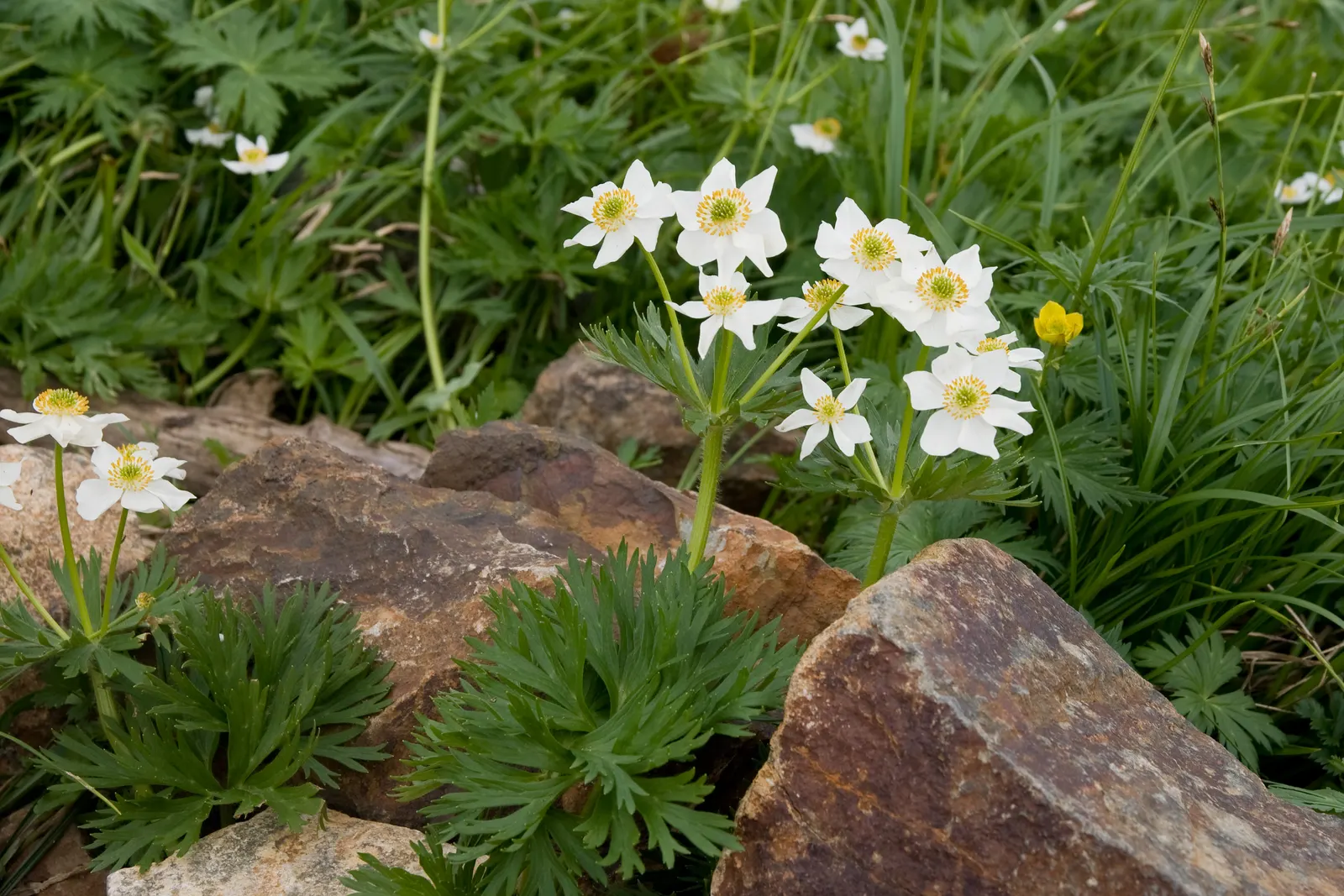 Japanese Anemone (Anemone Japonica) — The Japanese Anemone (Anemone hupehensis var; reaching heights of 24 to 36 inches, image 166