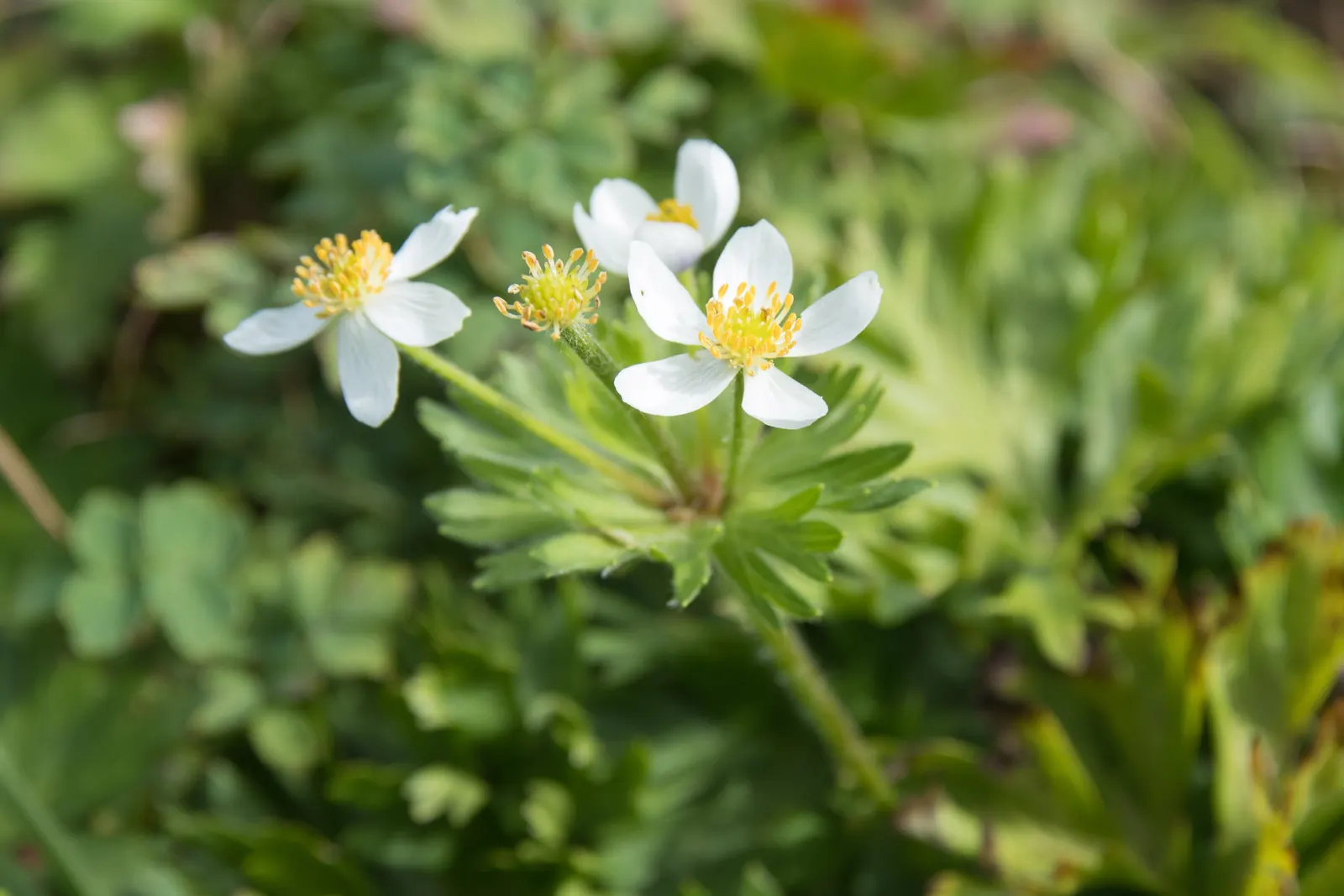 Japanese Anemone (Anemone Japonica) — this perennial's height ranges from 2 to 4 feet; aside from deadheading to encourage additional blooms, image 113
