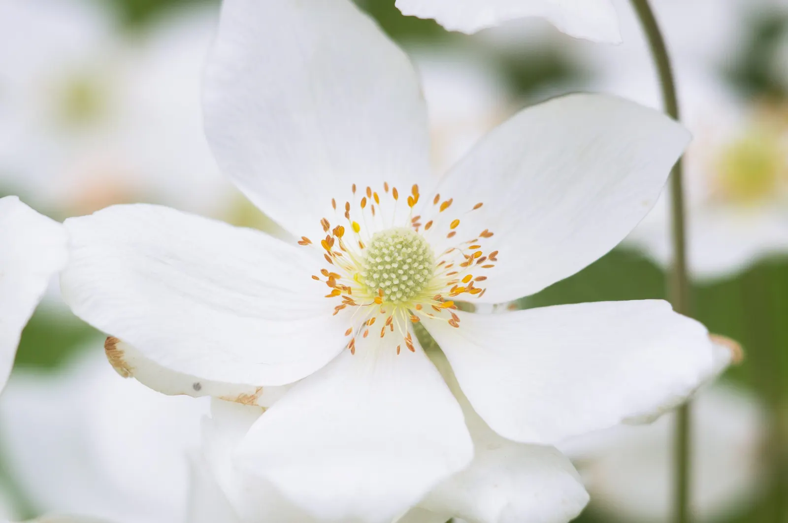 Japanese Anemone (Anemone Japonica) — The Anemone japonica is somewhat deer resistant; consider its wind-swept movement and ethereal quality, image 122