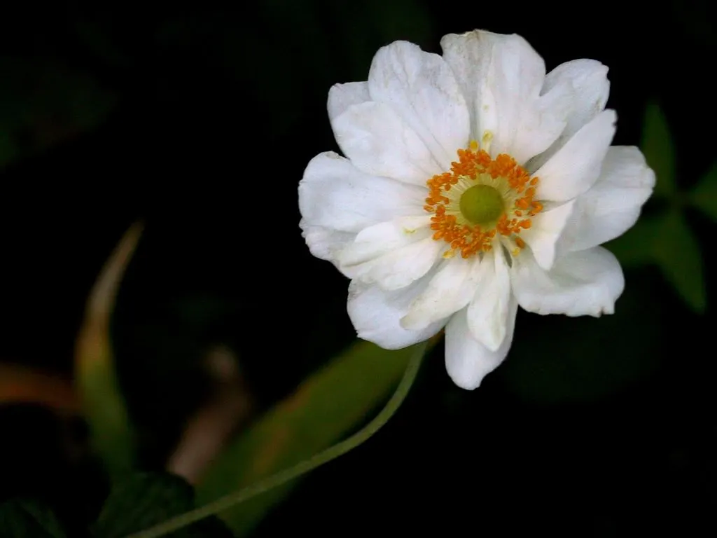 Japanese Anemone (Anemone Japonica) — with yellow stamens that attract pollinators to the garden; regular watering is necessary, image 88
