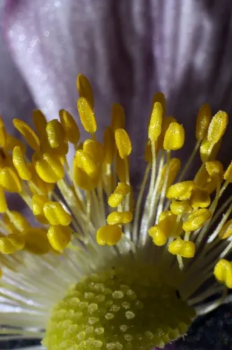 Japanese Anemone (Anemone Japonica) — making it a practical selection for areas where deer browsing can be an issue; perennial for full or half, image 123