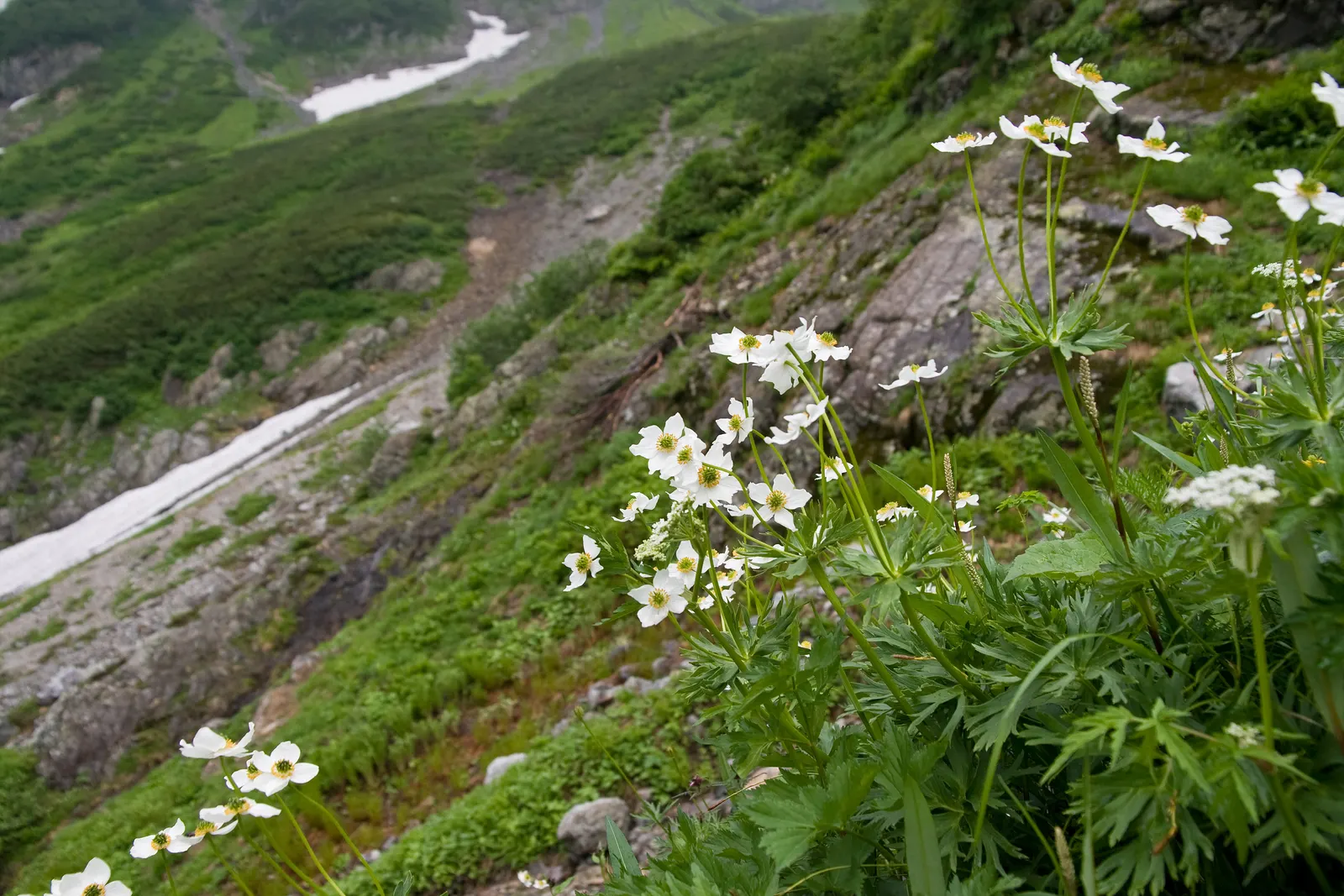 Japanese Anemone (Anemone Japonica) — The Anemone japonica is somewhat deer resistant; consider its wind-swept movement and ethereal quality