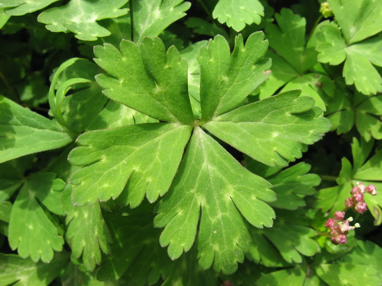 Japanese Anemone (Anemone Japonica) — varieties with darker foliage may tolerate more sun, image 83