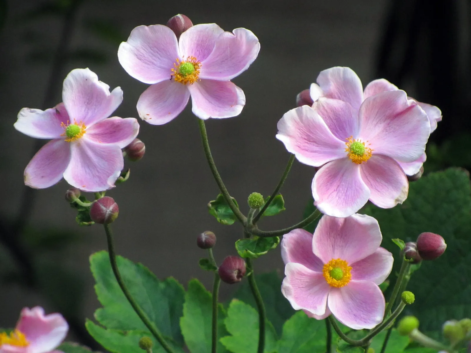 Japanese Anemone (Anemone Japonica) — varieties with darker foliage may tolerate more sun, image 182
